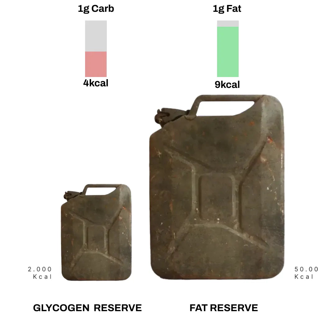 comparison fats vs carbs reserves